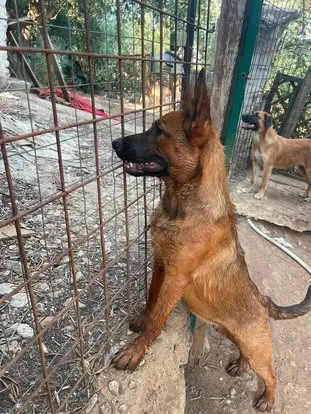 Bettina, cane meticcio in adozione a Latina - foto 4