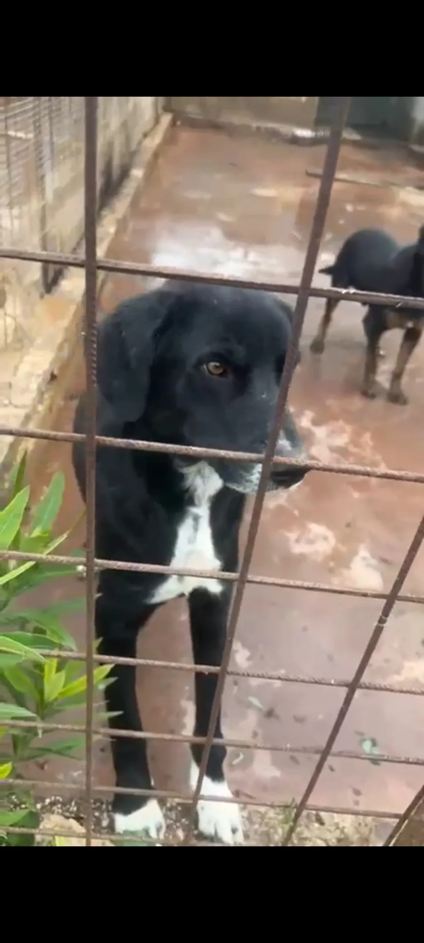 Giulio, cane Meticcio in adozione a Siracusa - foto 1
