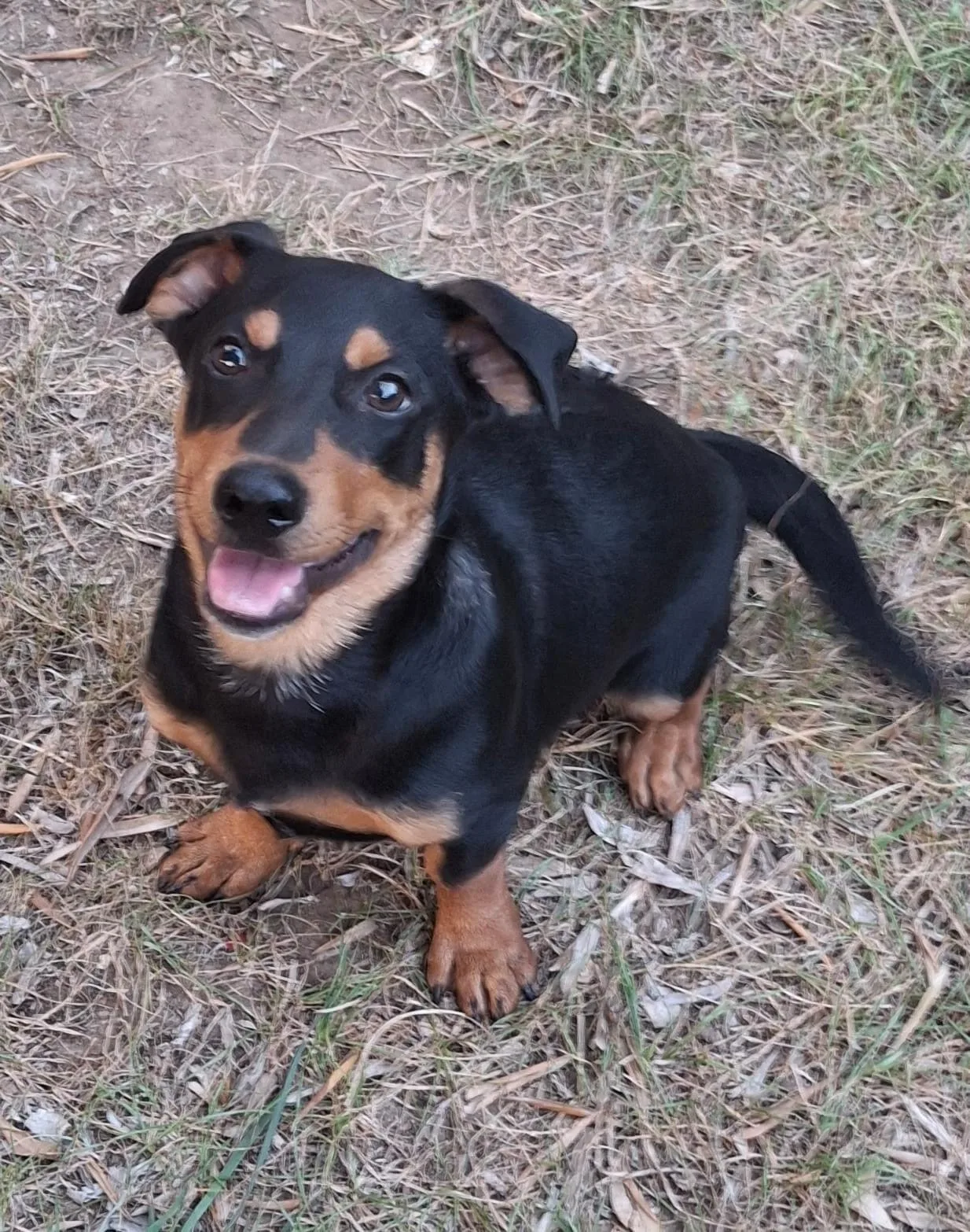Miky, cane Meticcio in adozione a Crotone - foto 5