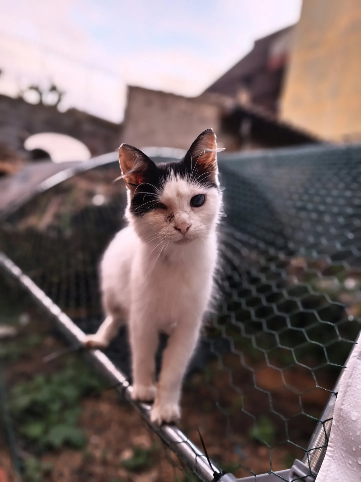 Bianca, gatto Meticcio in adozione a Catania - foto 1