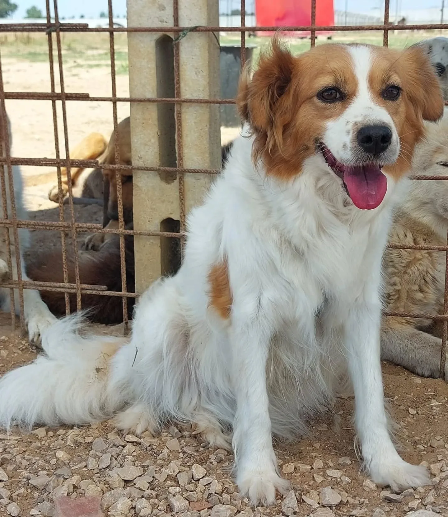 Gemma, cane meticcio in adozione a Latina