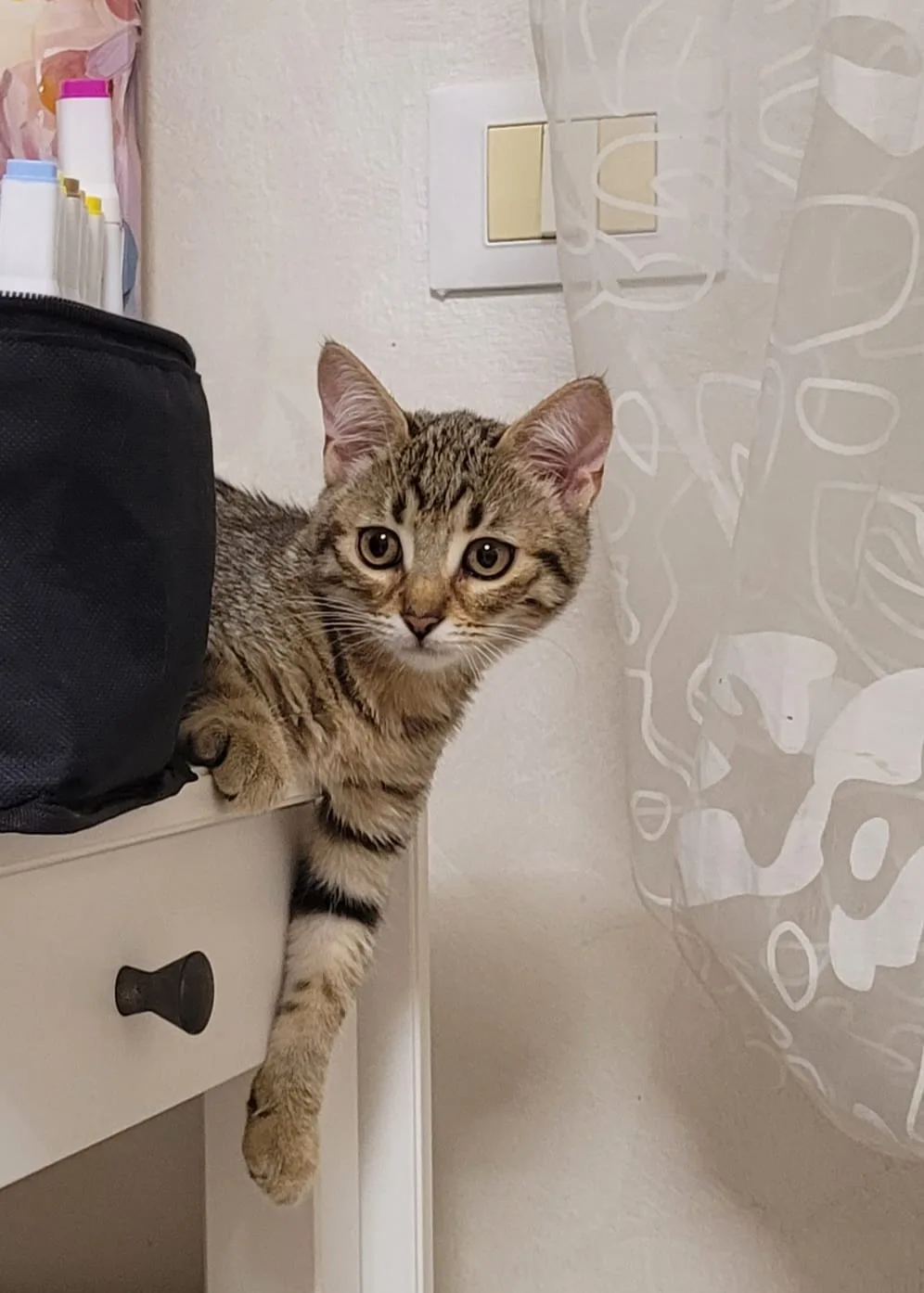 Foto 3 di Luna, gatto Europea in adozione