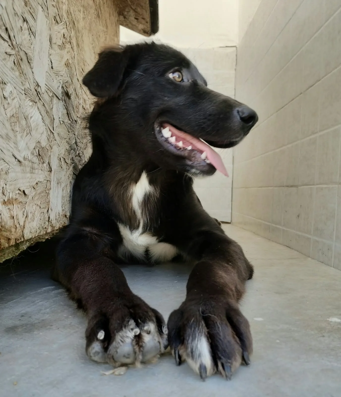KATE, cane Meticcio in adozione a Taranto - foto 4