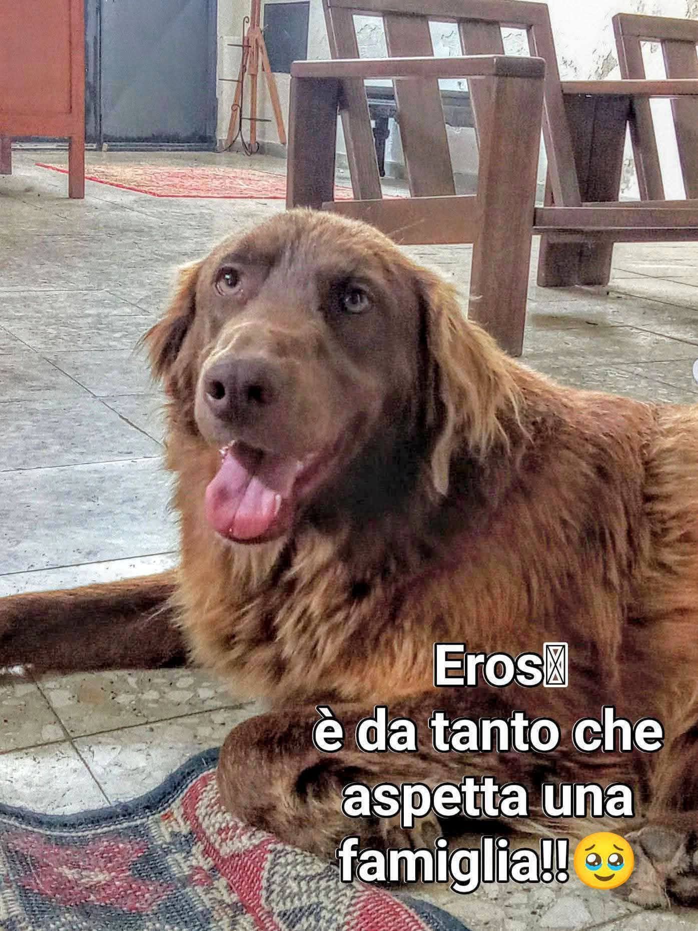 Foto 2 di EROS, cane Mix Golden Retriever in adozione