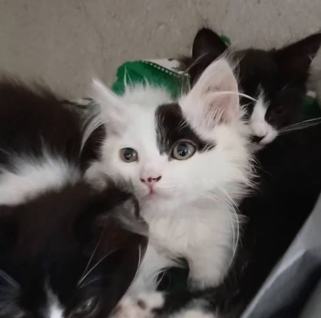 Nuvola, gatto Gatto Europeo a pelo semilungo in adozione