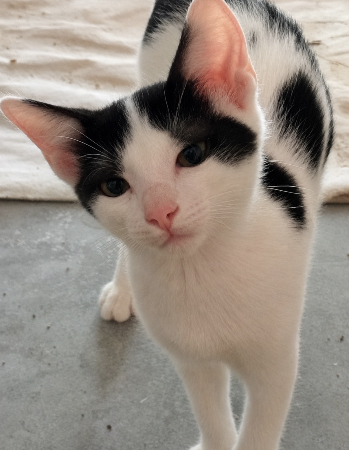 Foto 1 di Pixel, gatto Europeo in adozione