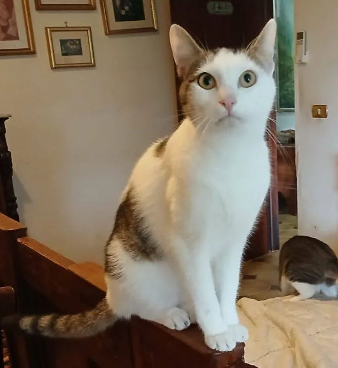 Marlon, gatto in adozione a Latina - foto 4