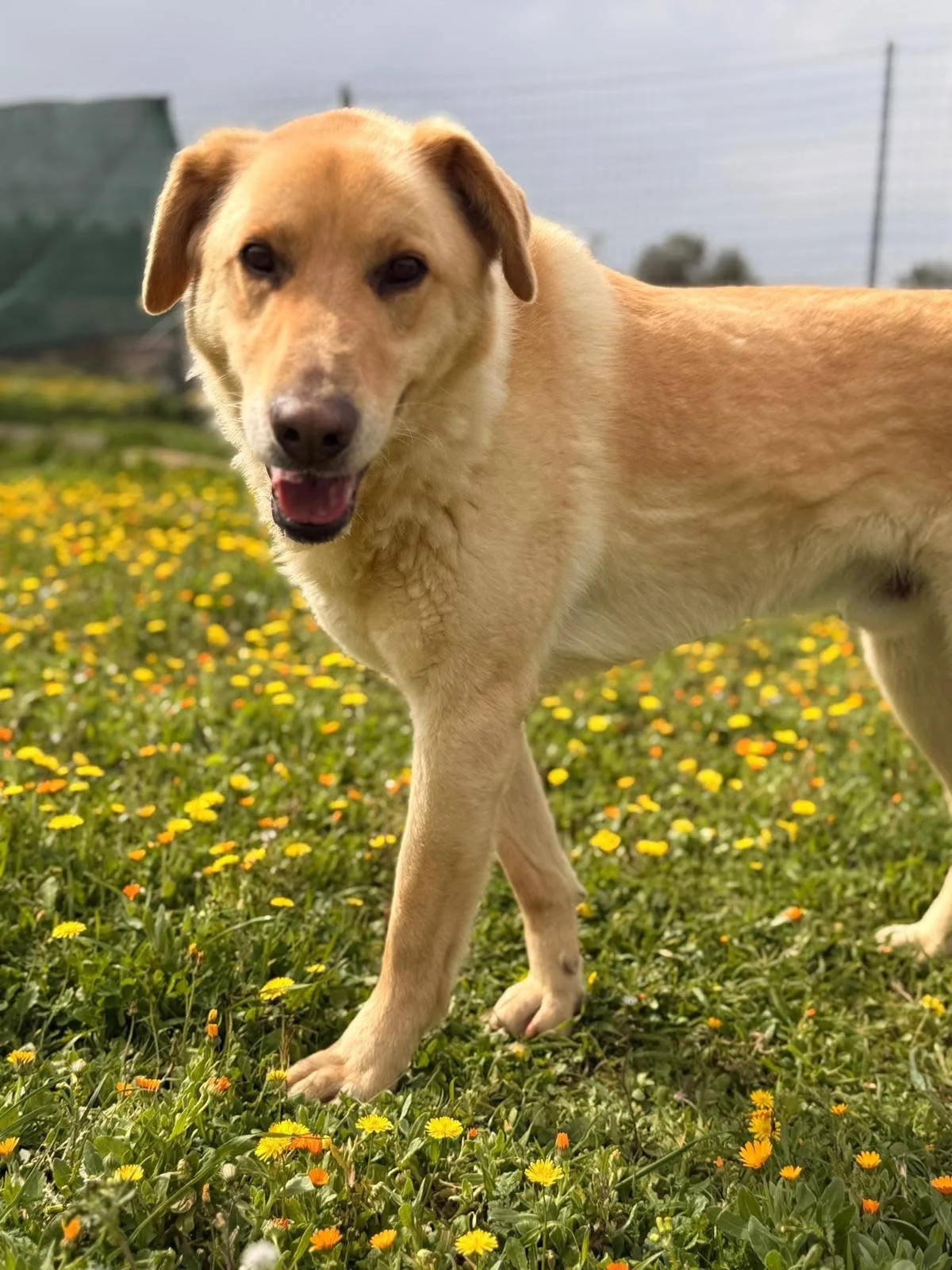Ciabatta, cane Meticcio simil golden in adozione a Bari - foto 3