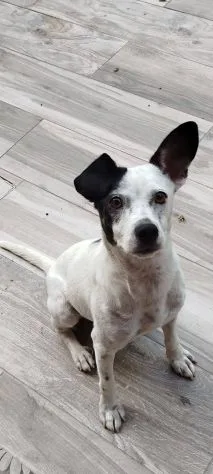 Macchietta, cane meticcio in adozione a Latina - foto 4