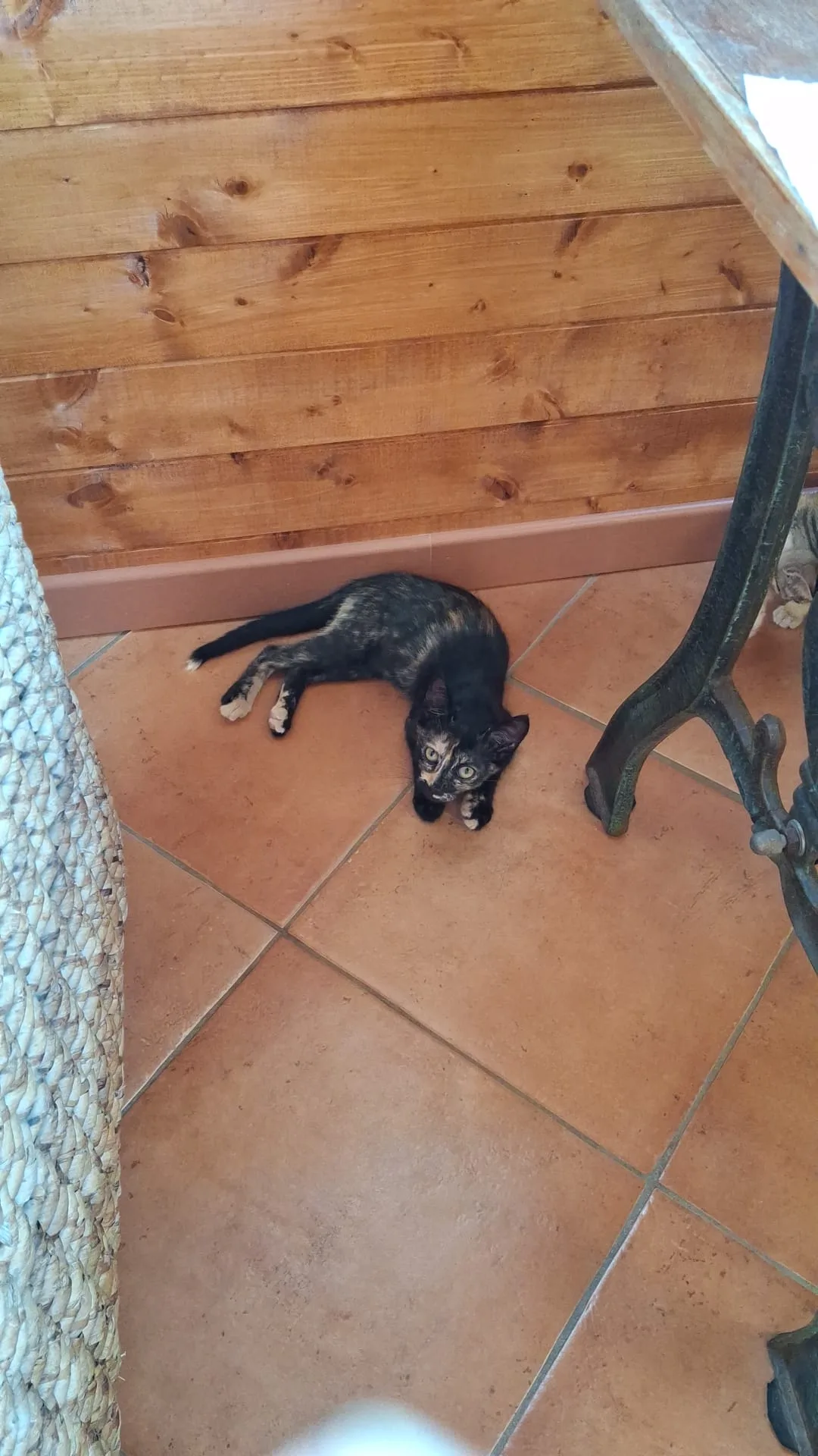 Moka, gatto Europeo in adozione a Trapani - foto 2