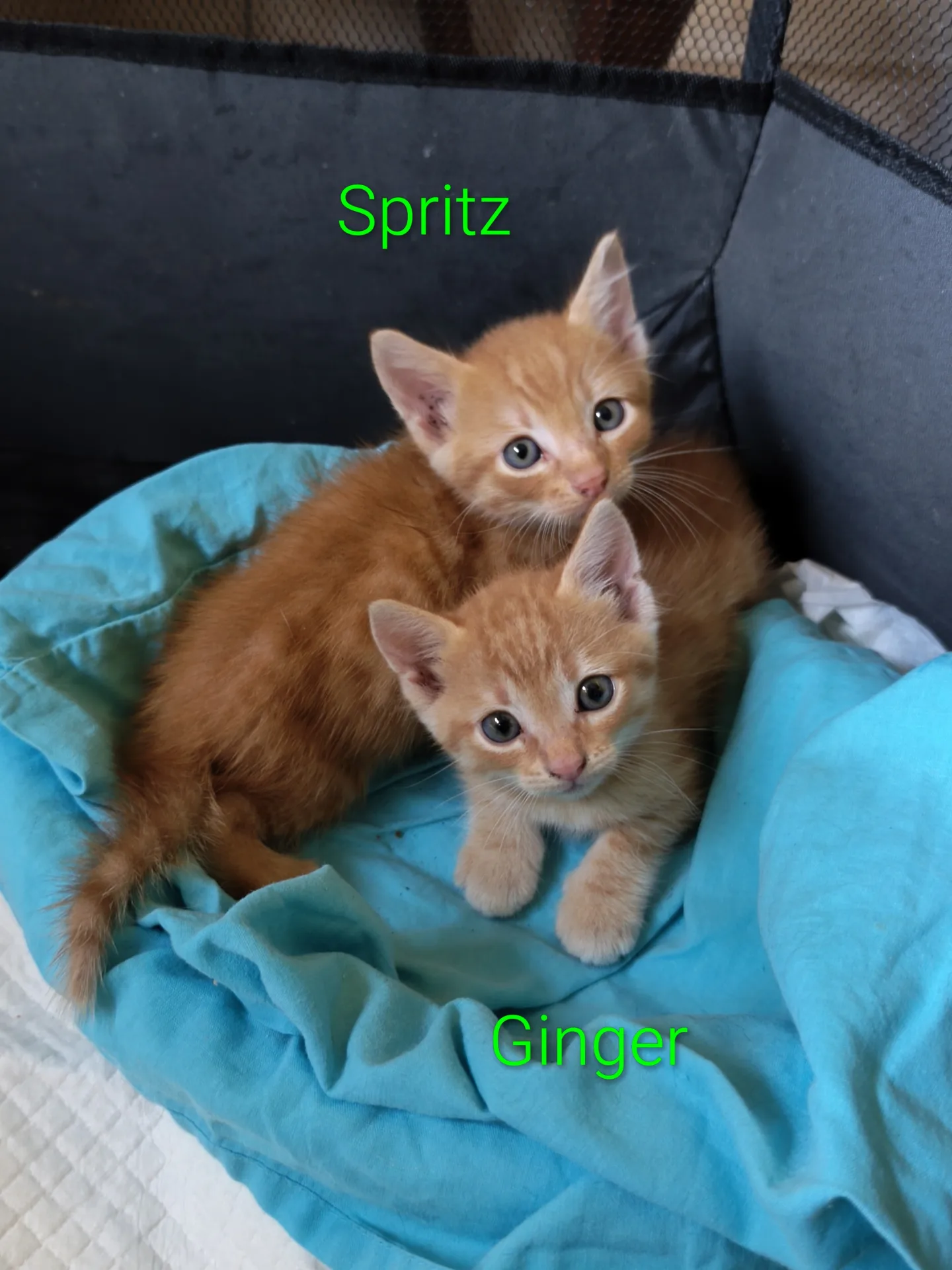 Spritz e Ginger, gatto Europeo in adozione a Latina - foto 1