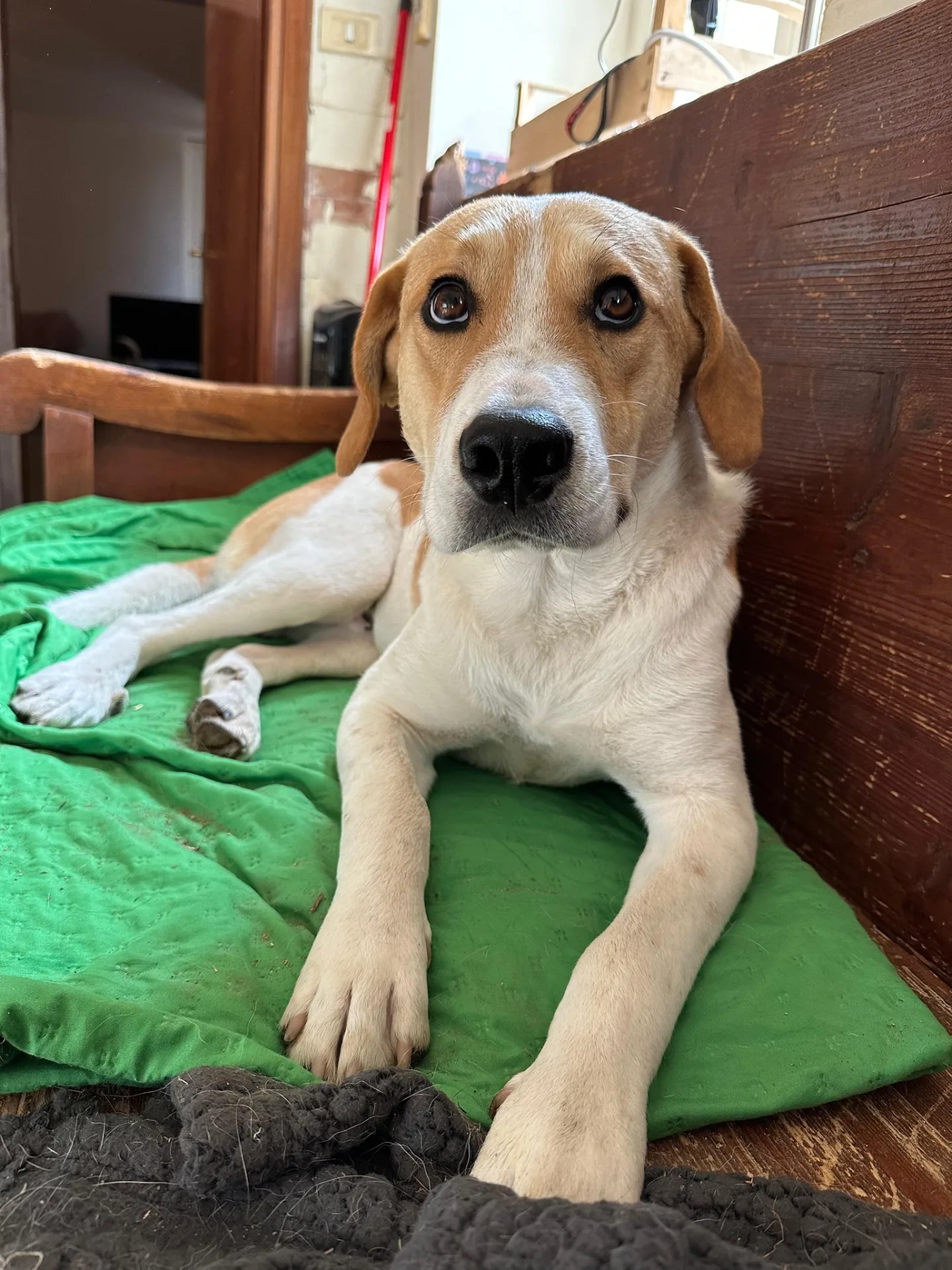 Mirco, cane meticcio in adozione a Latina