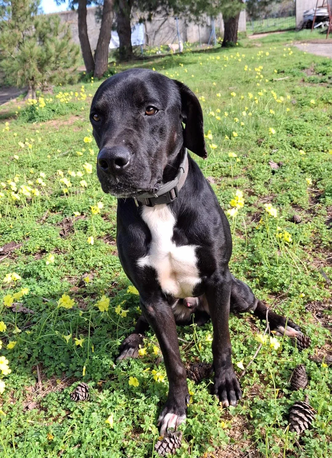 Benny, cane Meticcio in adozione a Crotone