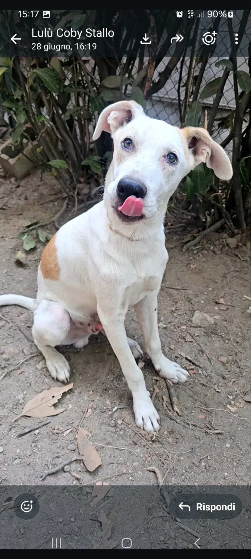 Freddy, cane Meticcio in adozione a Piacenza - foto 2