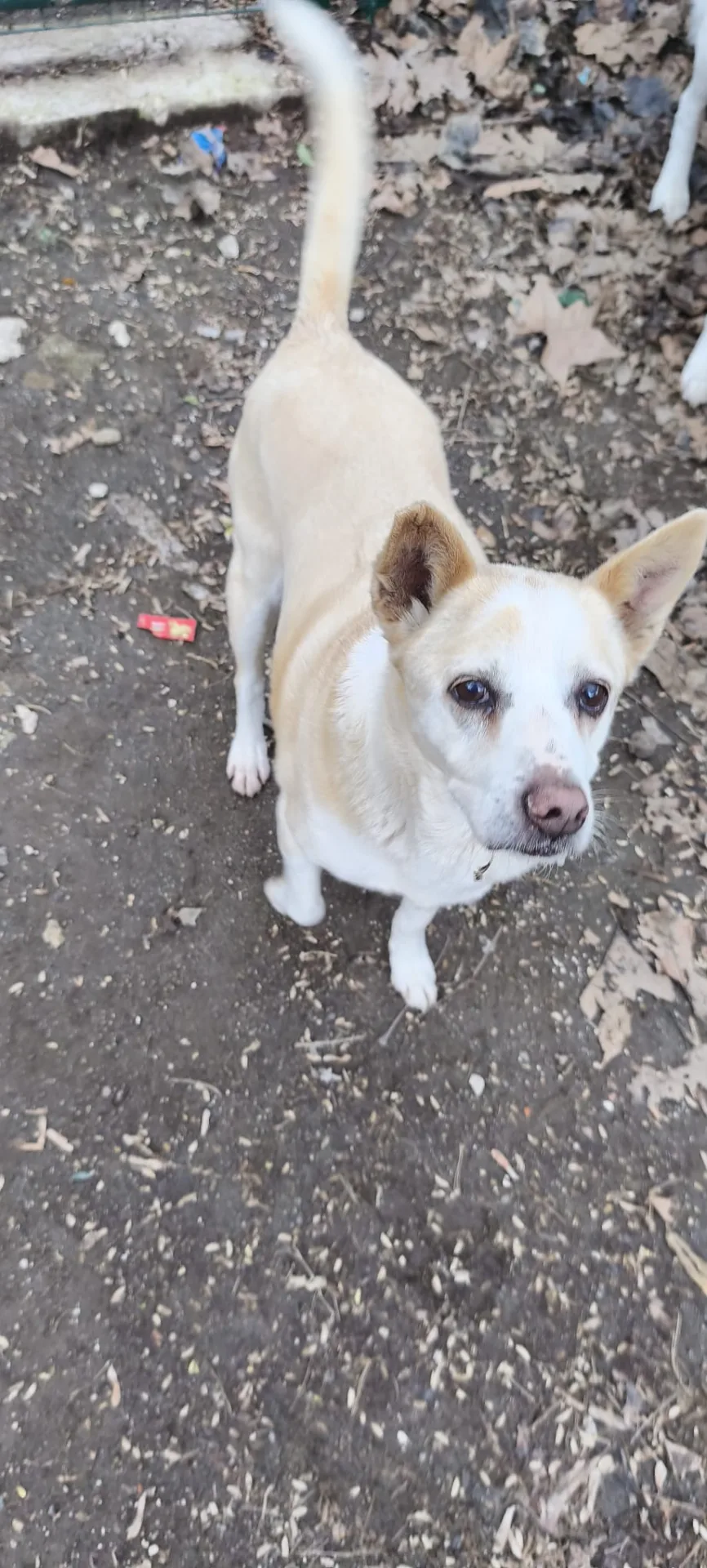 Ricciolino, cane Meticcio in adozione a Avellino