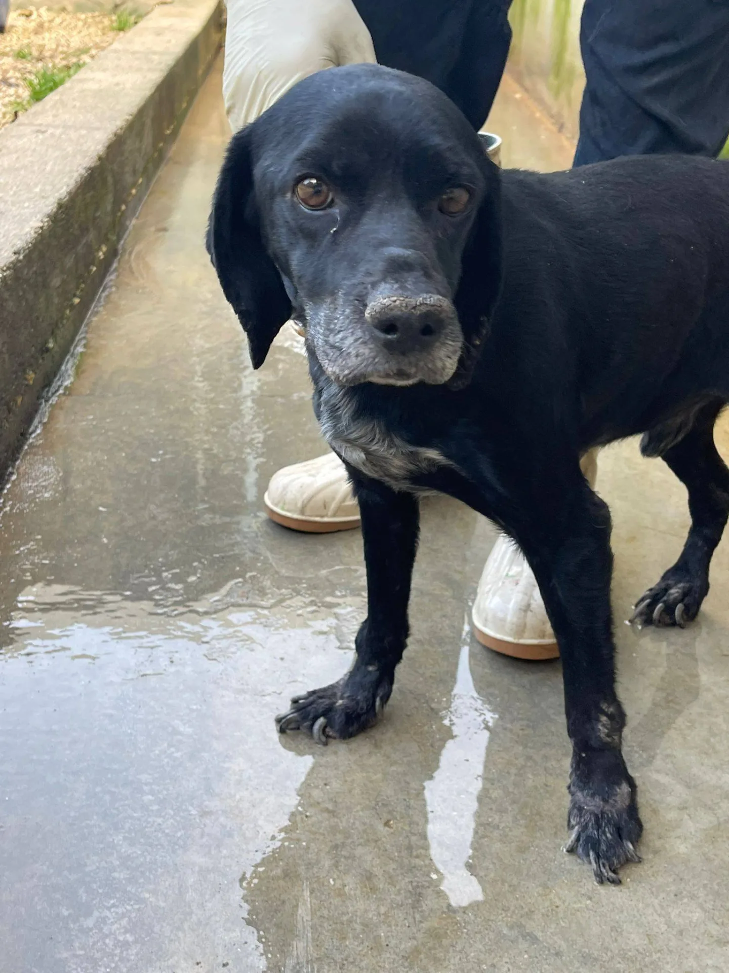 Coccolino, cane meticcio in adozione a Latina - foto 4