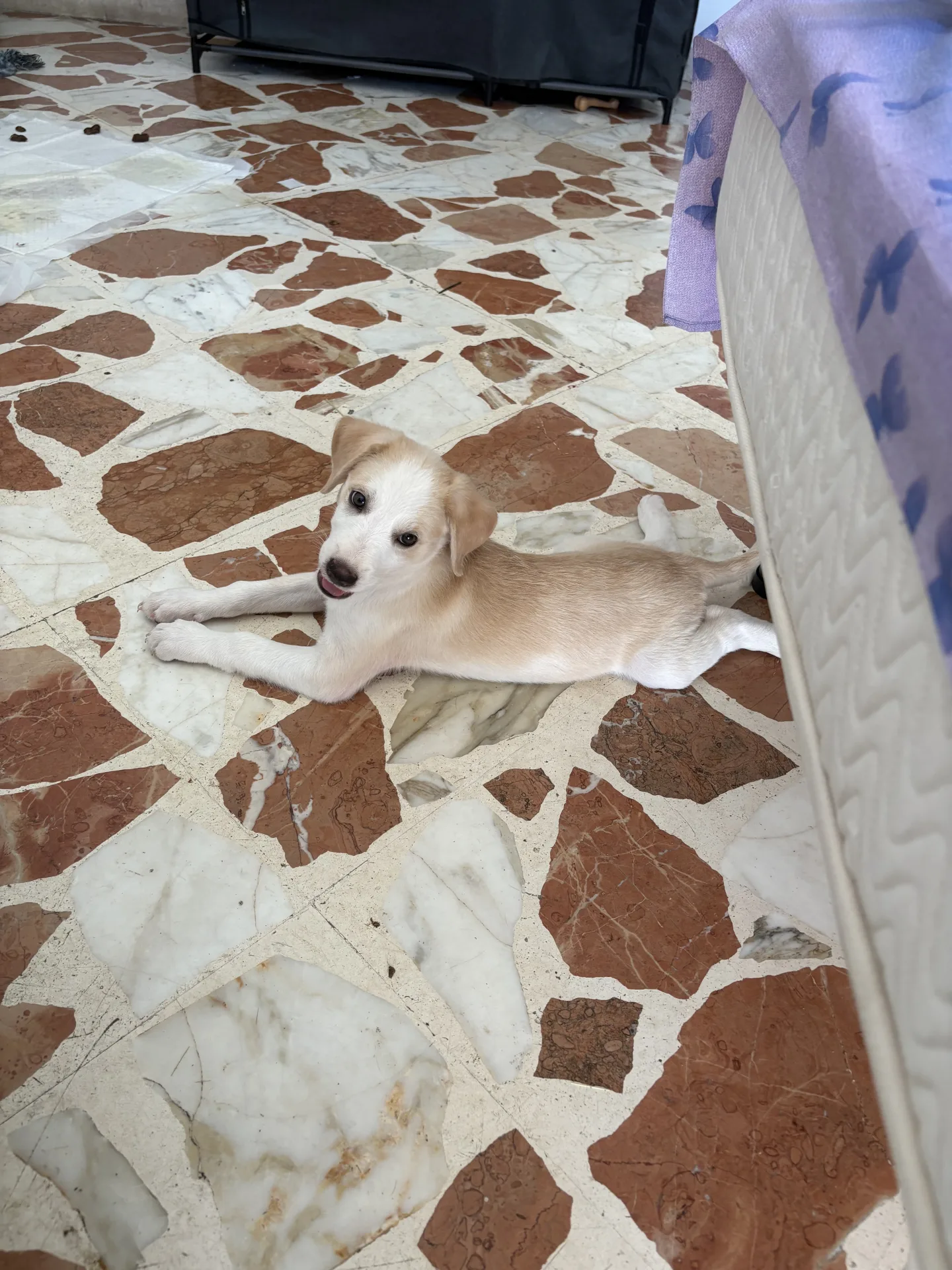 Tito, cane Meticcio in adozione a Siracusa - foto 3