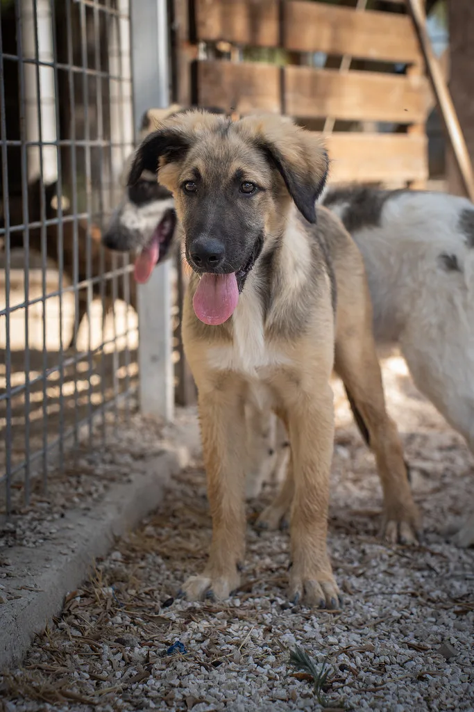 Greg 🤍, cane Meticcio in adozione a Bari - foto 1