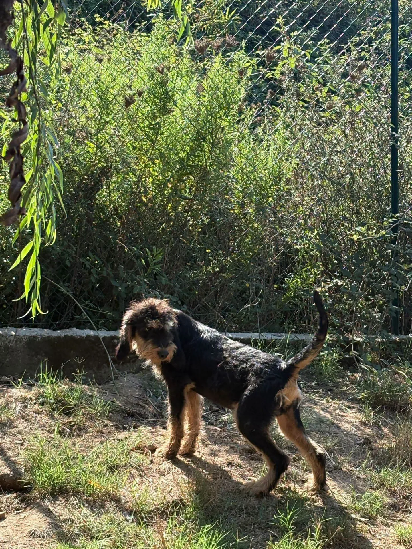 Foster, cane Meticcio in adozione a Vibo Valentia - foto 3