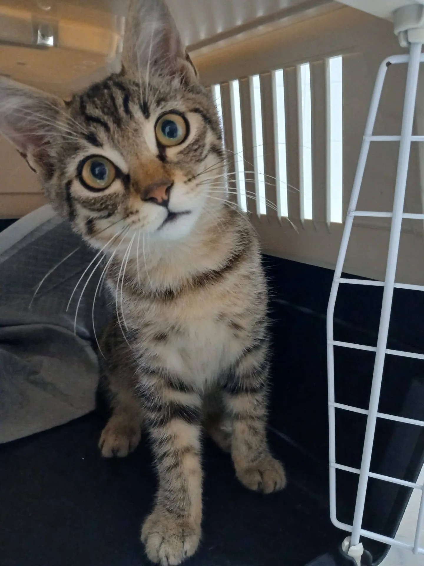 Tao, gatto in adozione a Latina