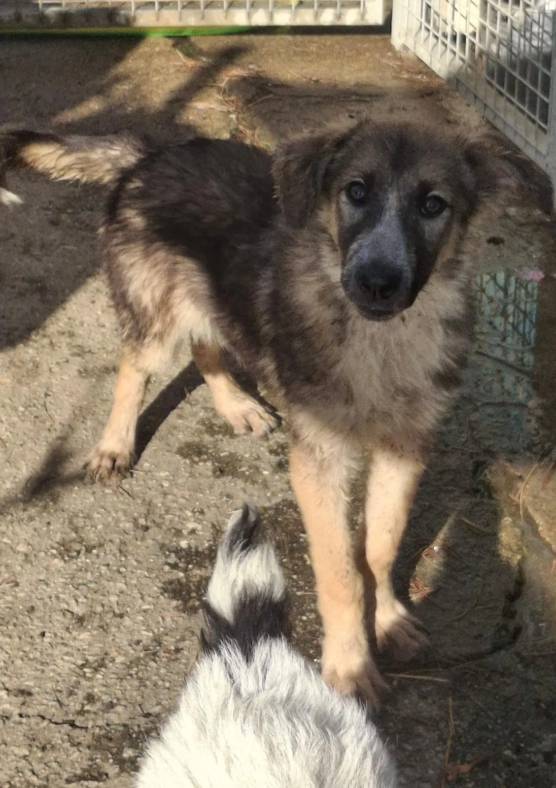 Aurelia, cane Meticcio in adozione a Crotone - foto 2
