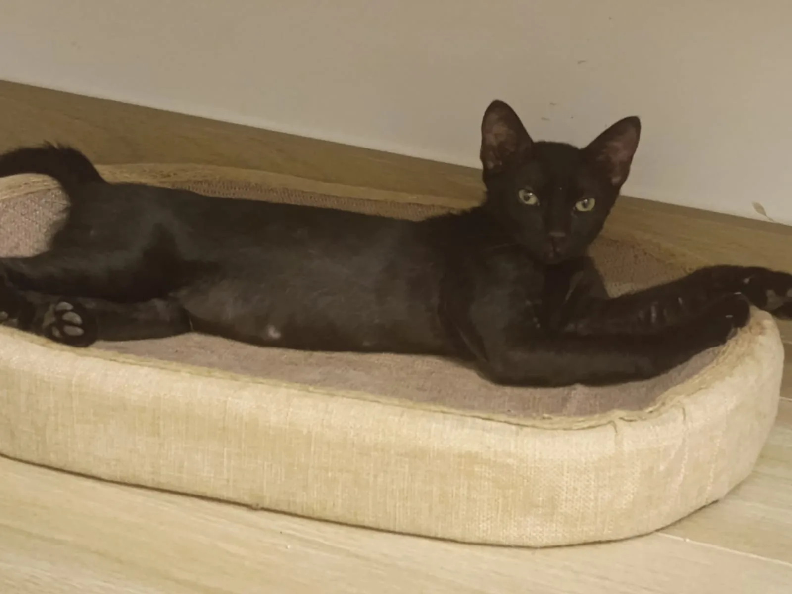 Bruce, gatto Europeo in adozione a Napoli - foto 2