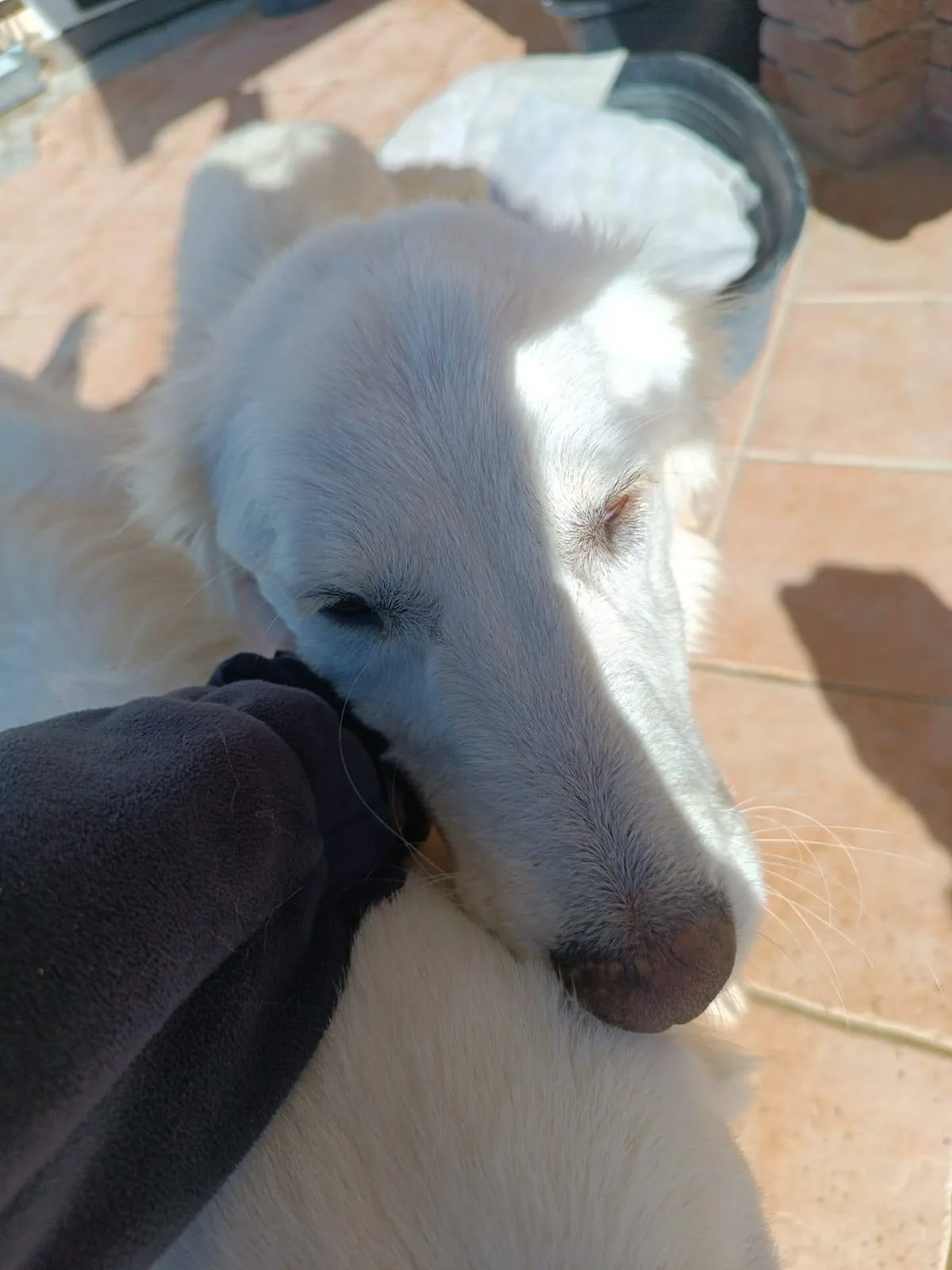 Giulia, cane meticcio in adozione a Latina - foto 5