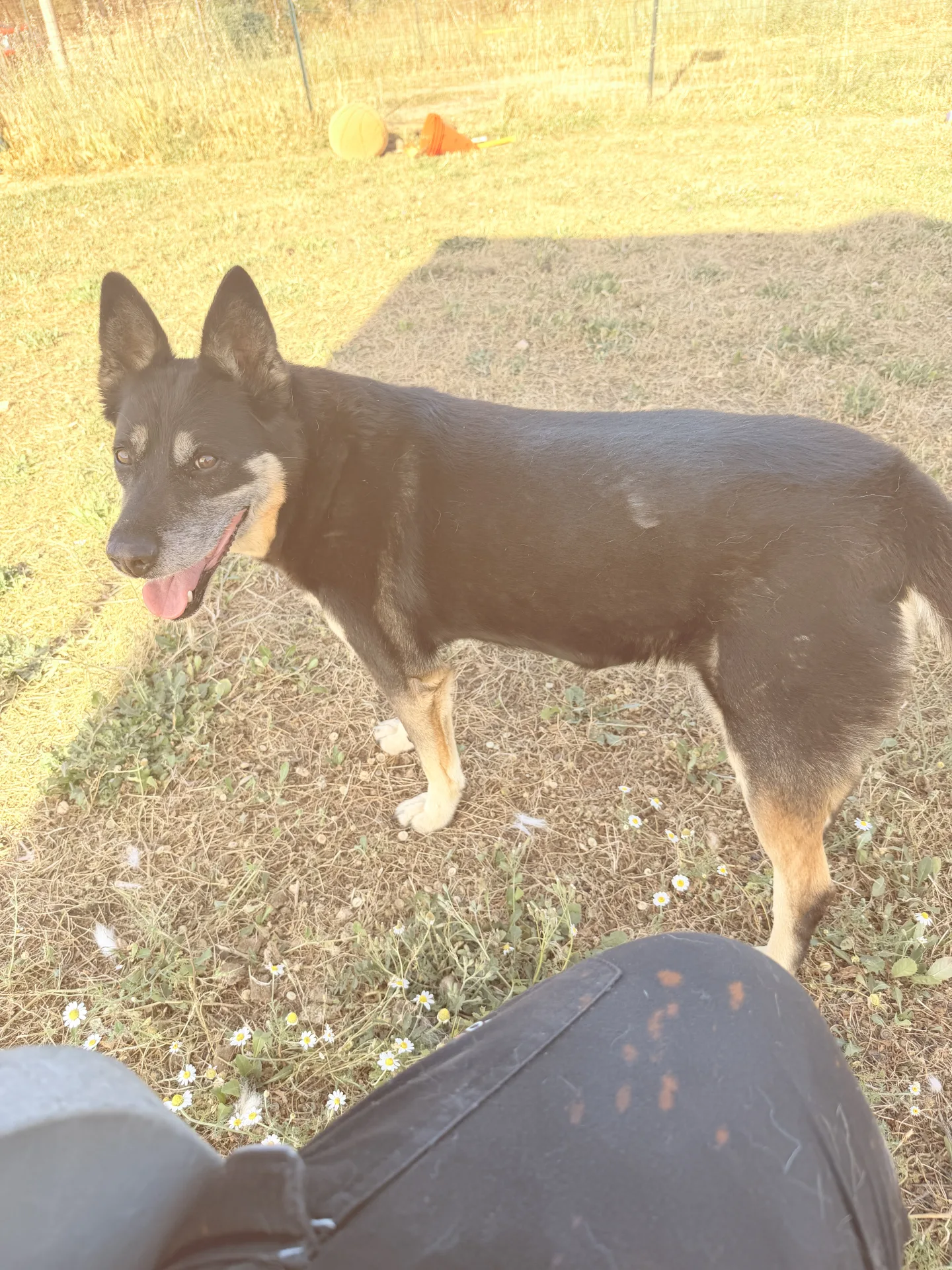 Tappina, cane Meticcio in adozione a Bari - foto 3