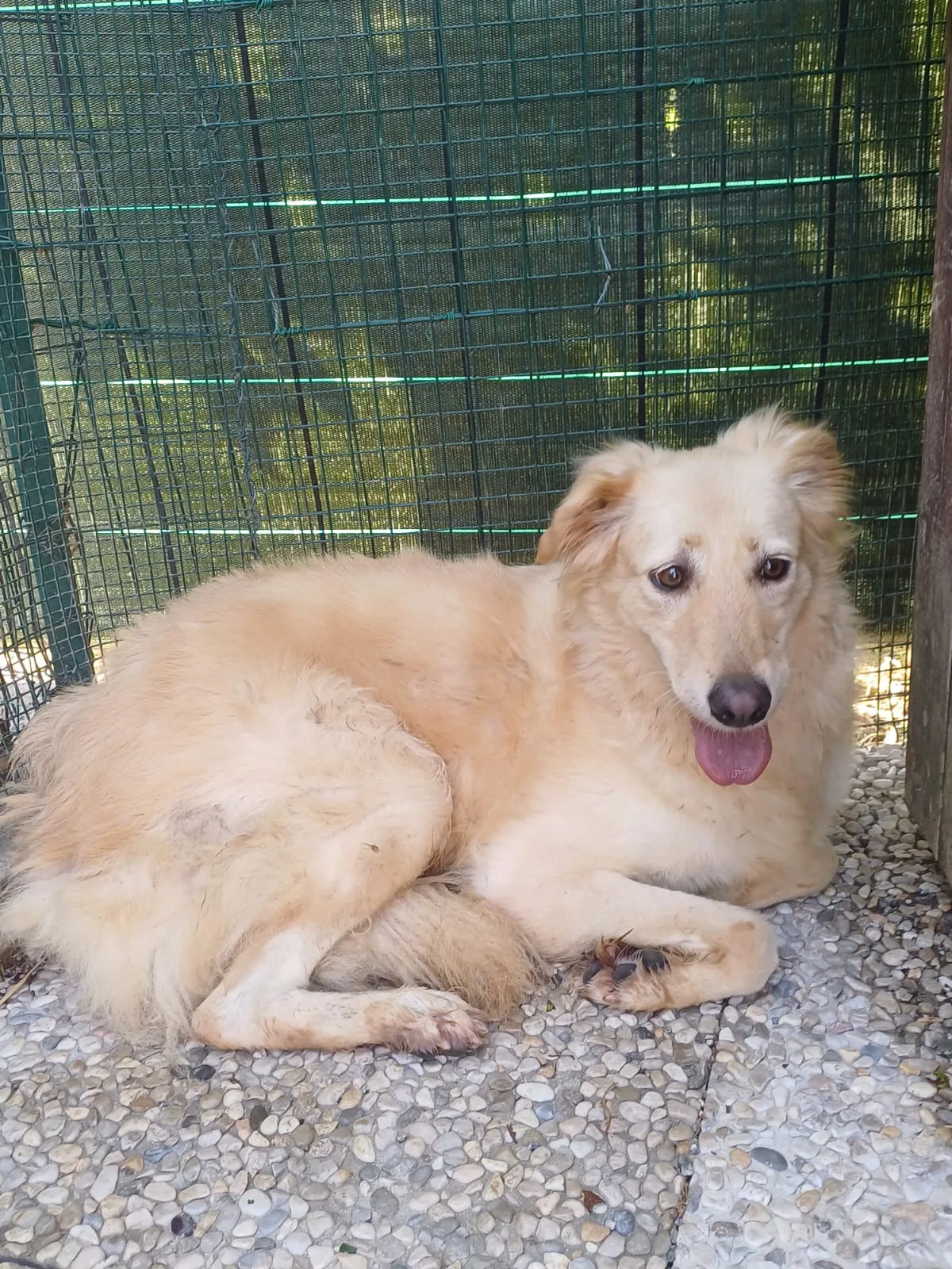 Bettina, cane Meticcio in adozione a Lecco - foto 4