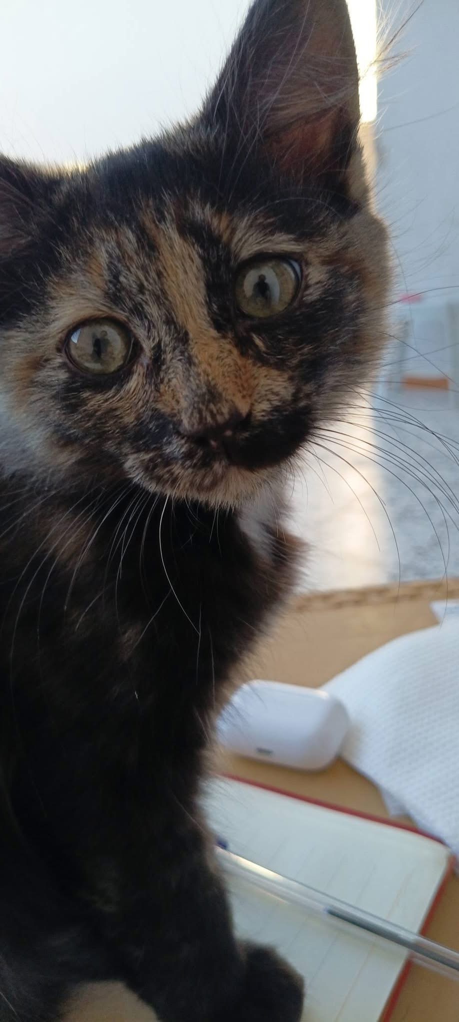 Foto 2 di Coco, gatto Meticcio adottato