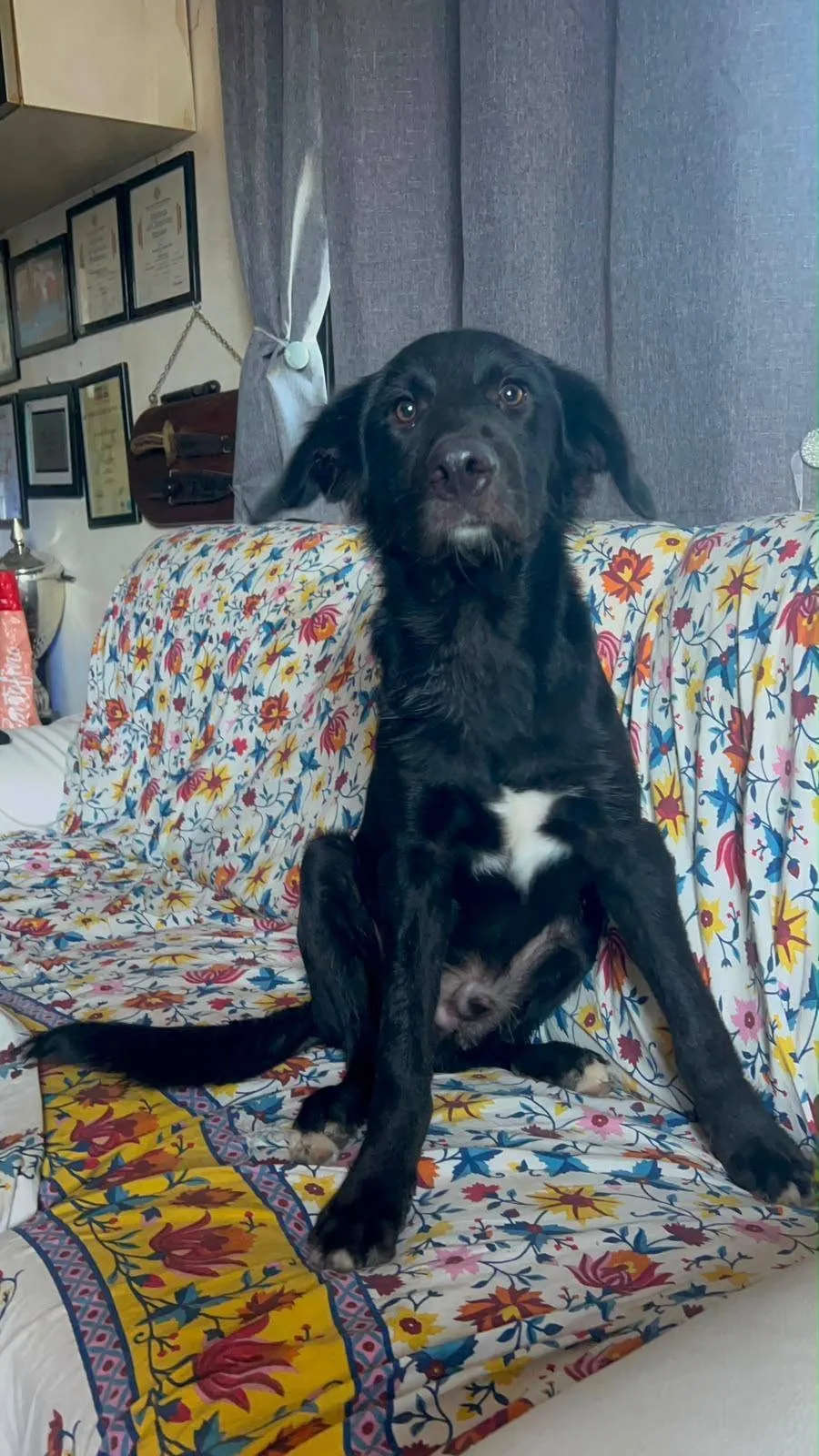 Brunello, cane meticcio in adozione a Roma - foto 5