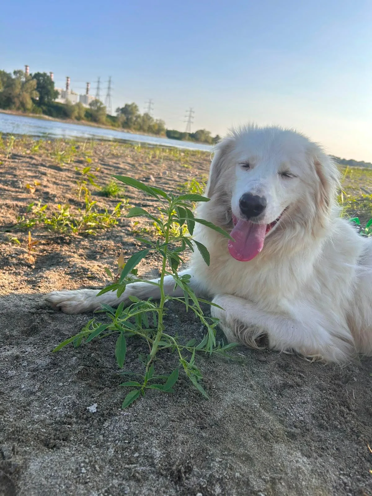 Biancaneve, cane Meticcio in adozione a Novara - foto 2