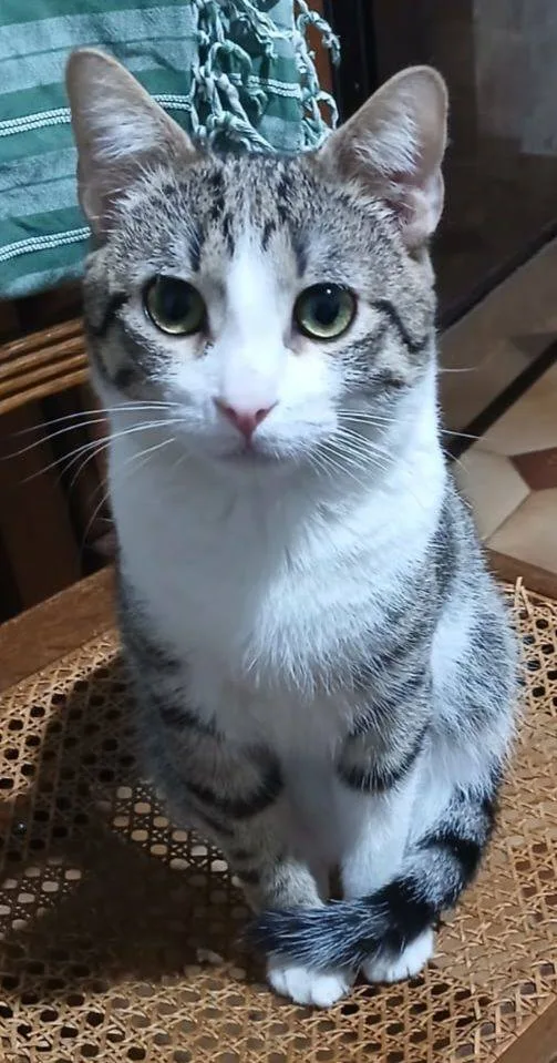 Tigro, gatto in adozione a Latina