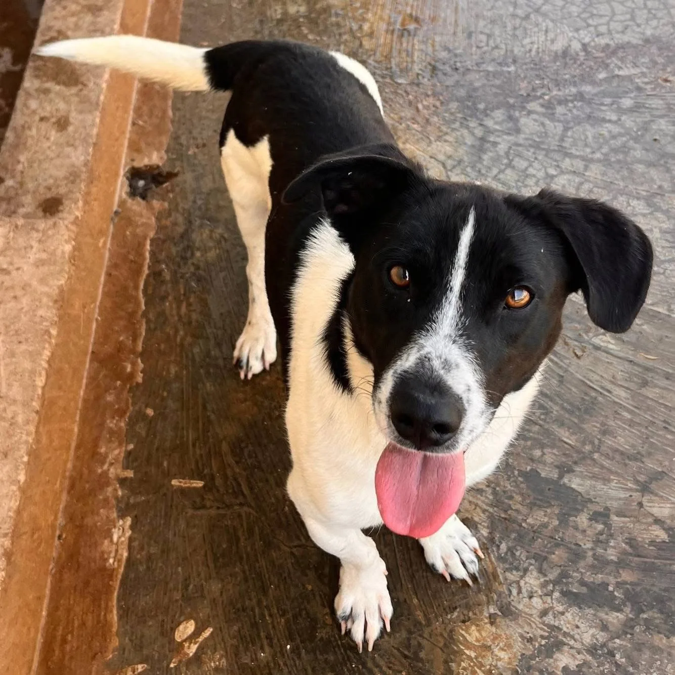 Tommy, cane Meticcio in adozione a Bari - foto 2