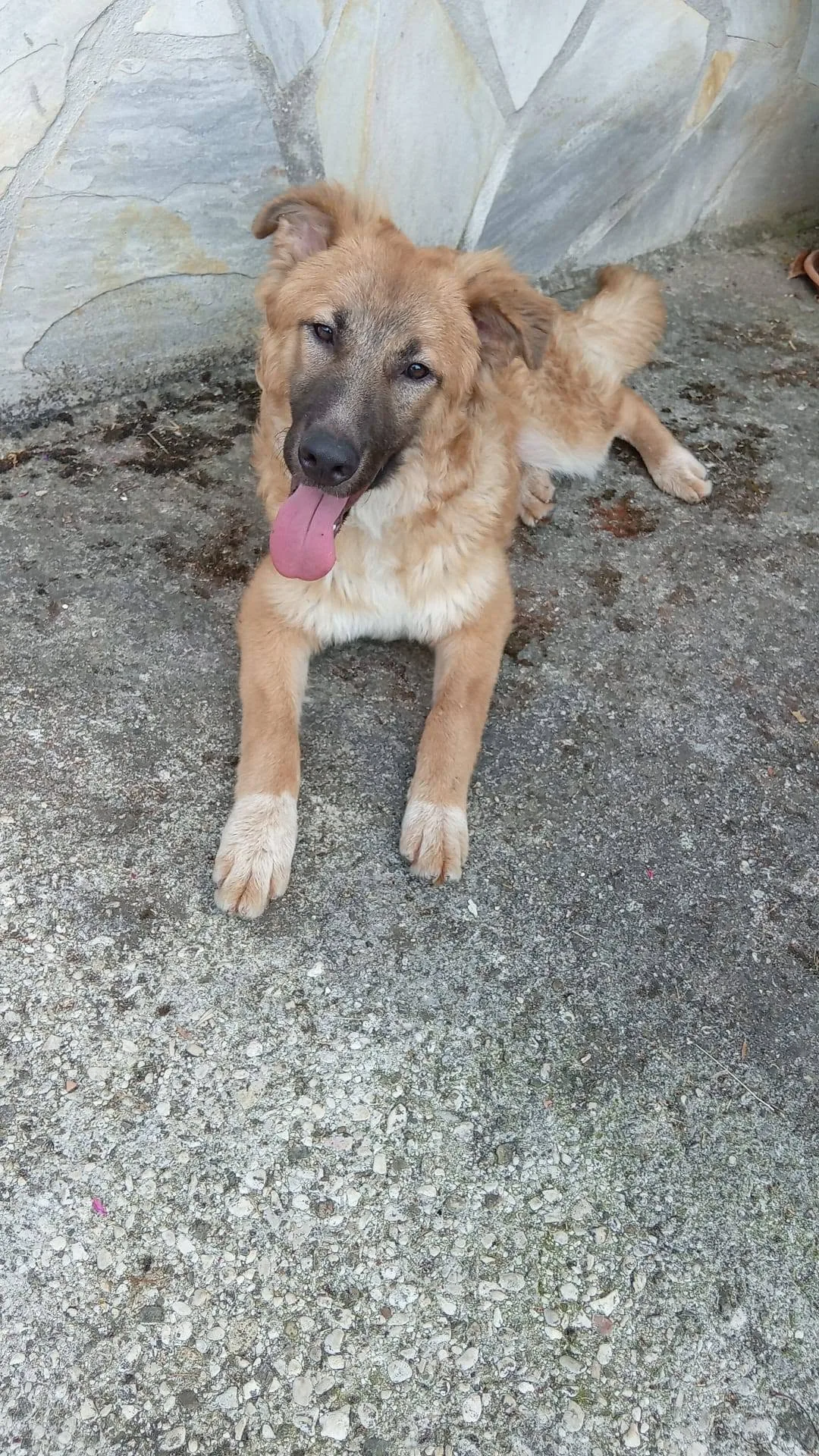 Tonino, cane meticcio in adozione a Latina - foto 5