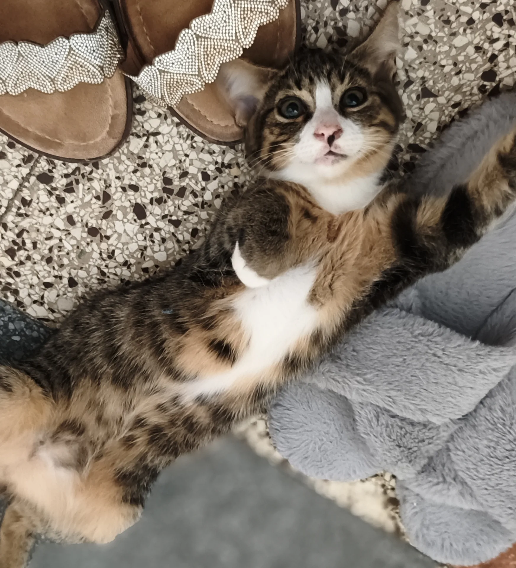 Bon Bon, gatto Europeo in adozione a Latina - foto 3