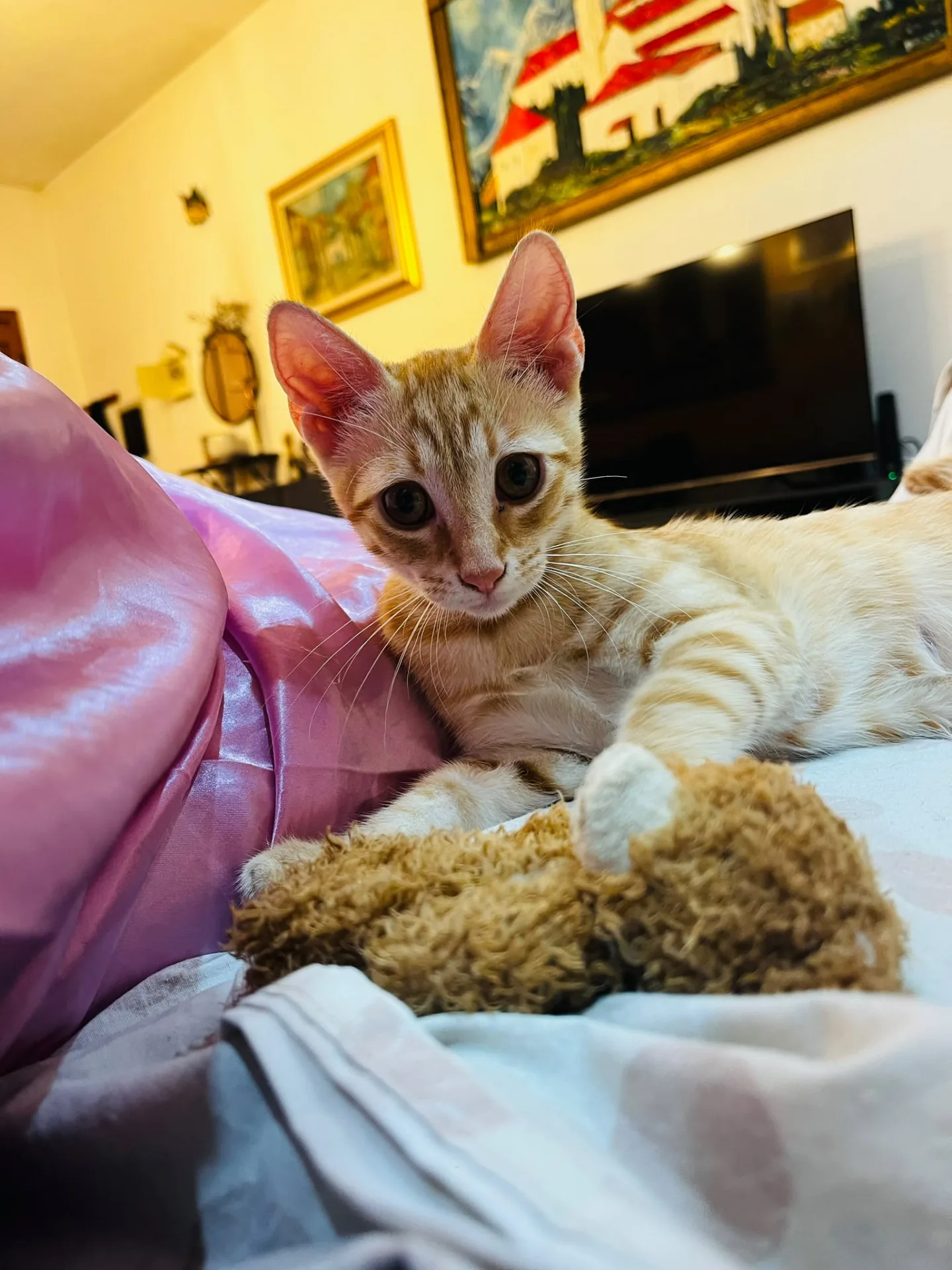 Simba, gatto Europeo in adozione a Crotone