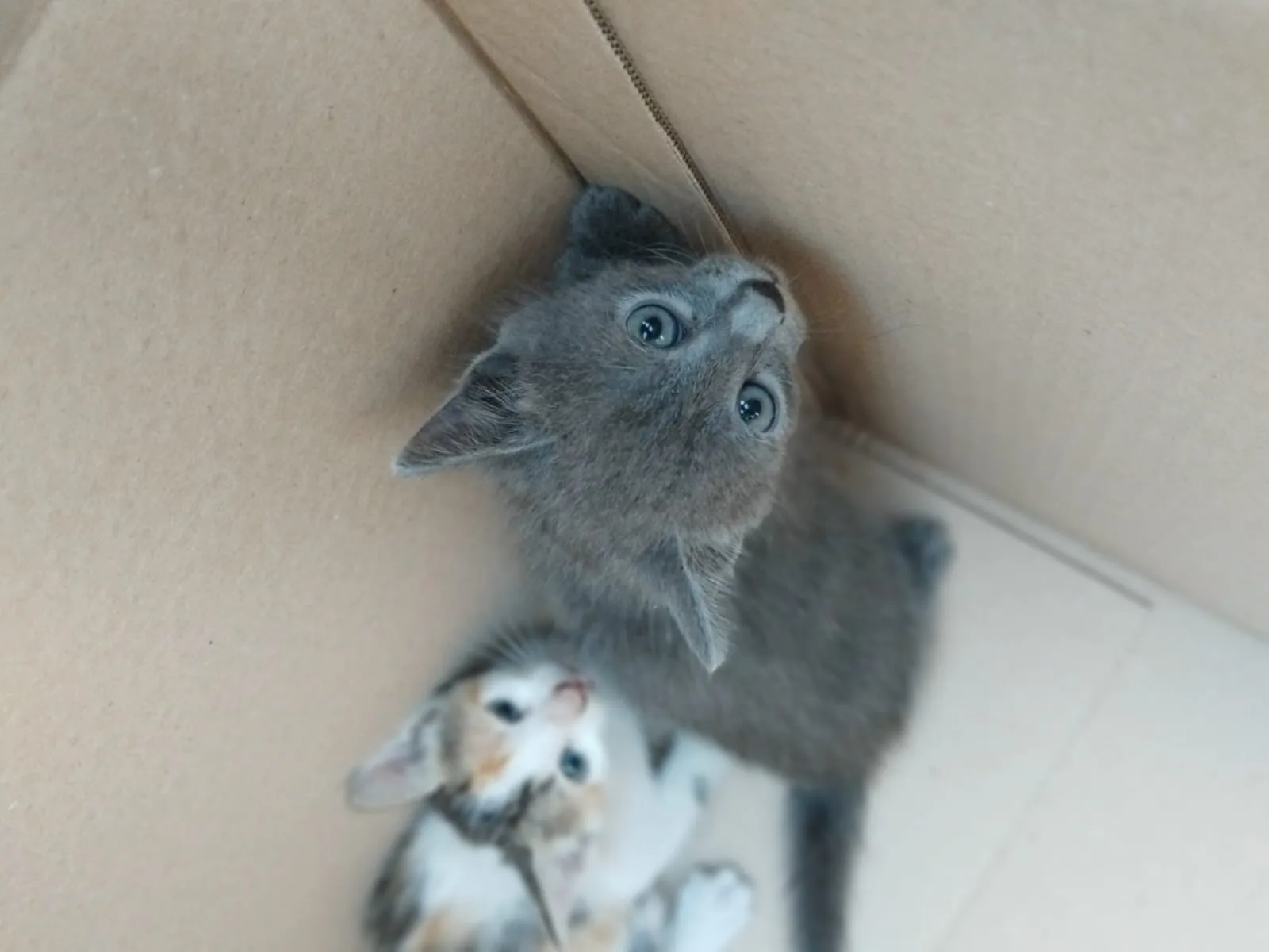 Fratellini, gatto in adozione a Napoli