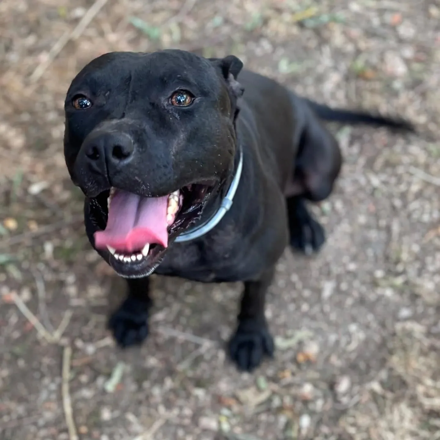 Sparta, cane in adozione a Latina