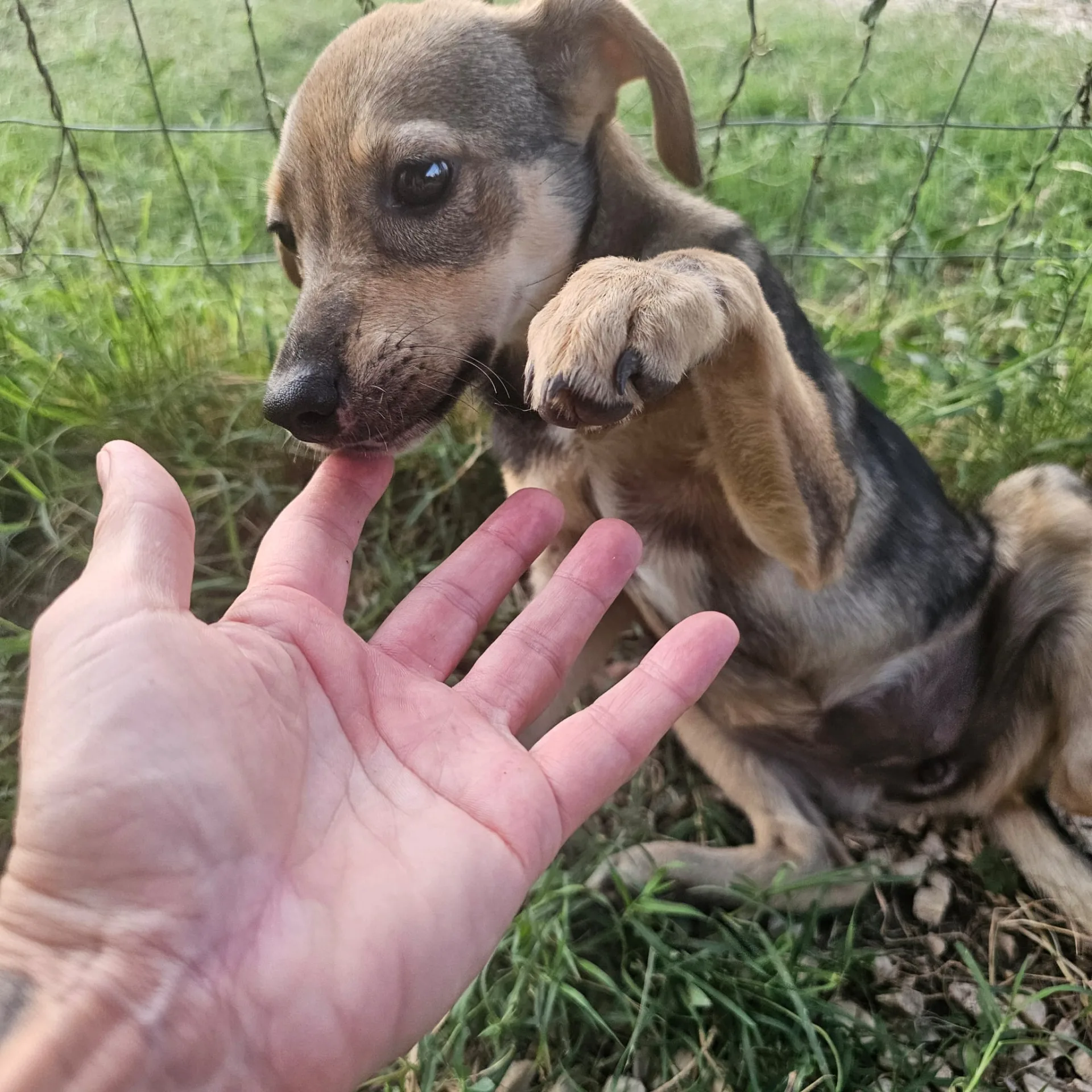 Agostina, cane Meticcio in adozione a Frosinone - foto 3