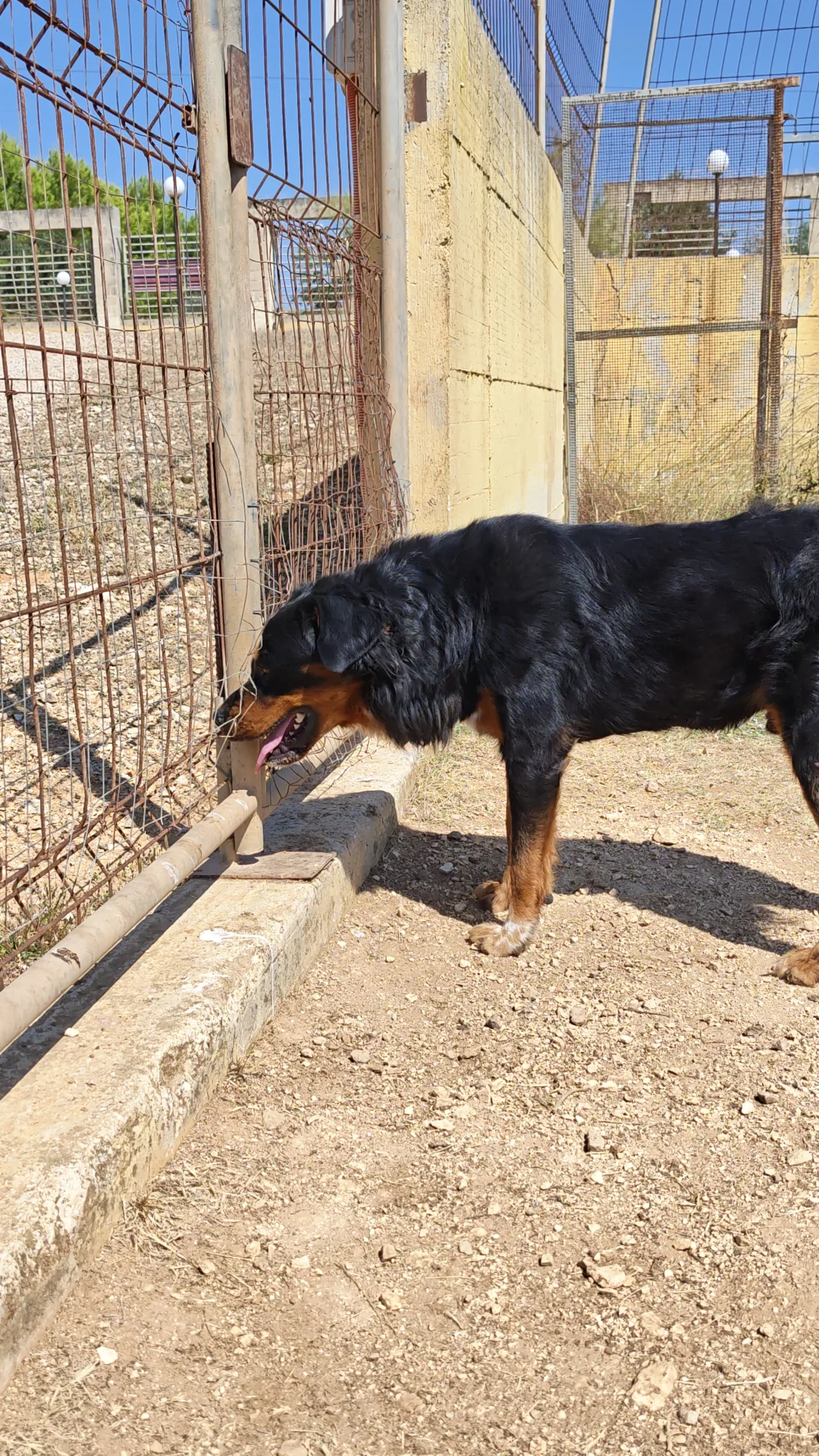 Snoopy, cane Incrocio rottweiler/pastore bernese in adozione a Taranto - foto 4