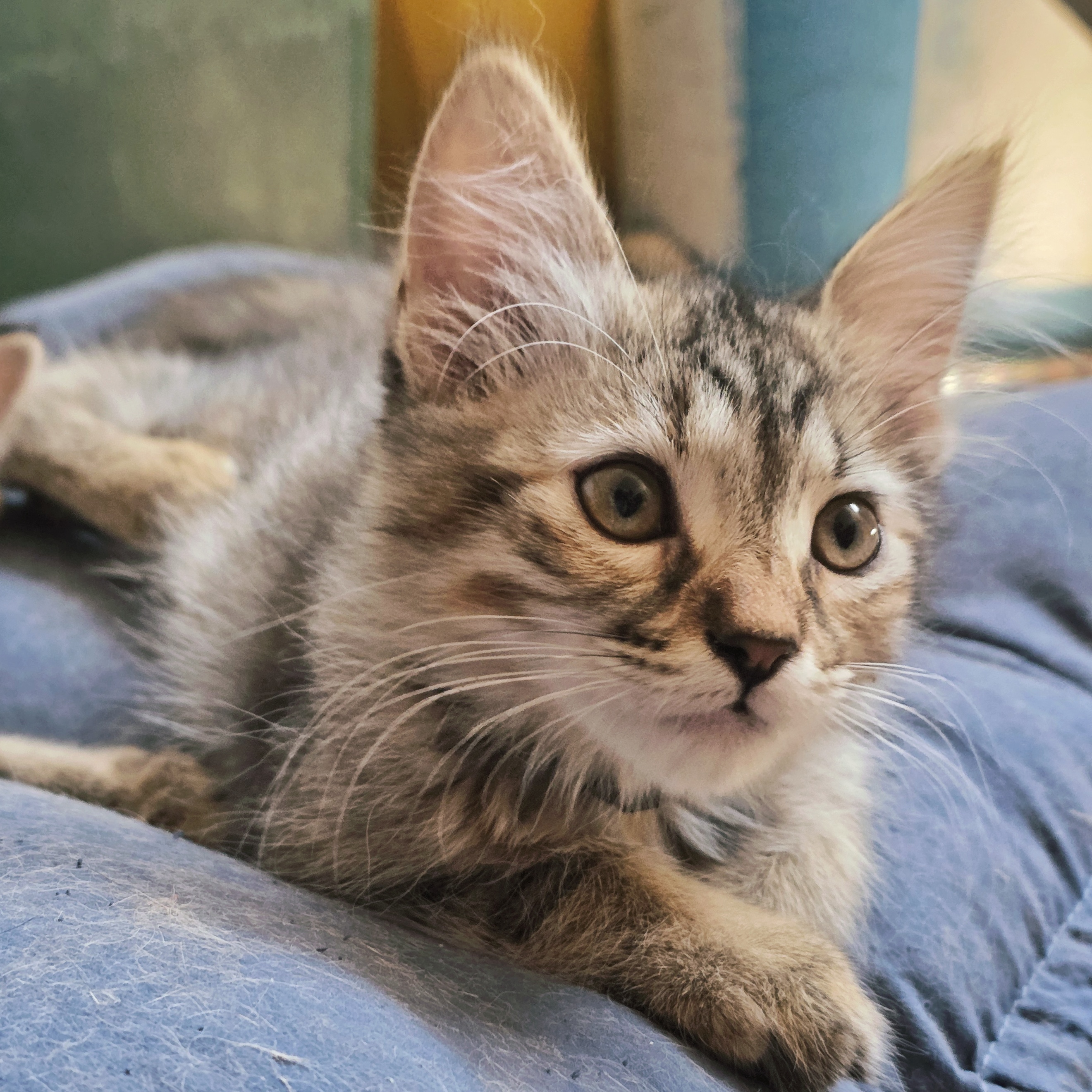 Lina, gatto  in adozione