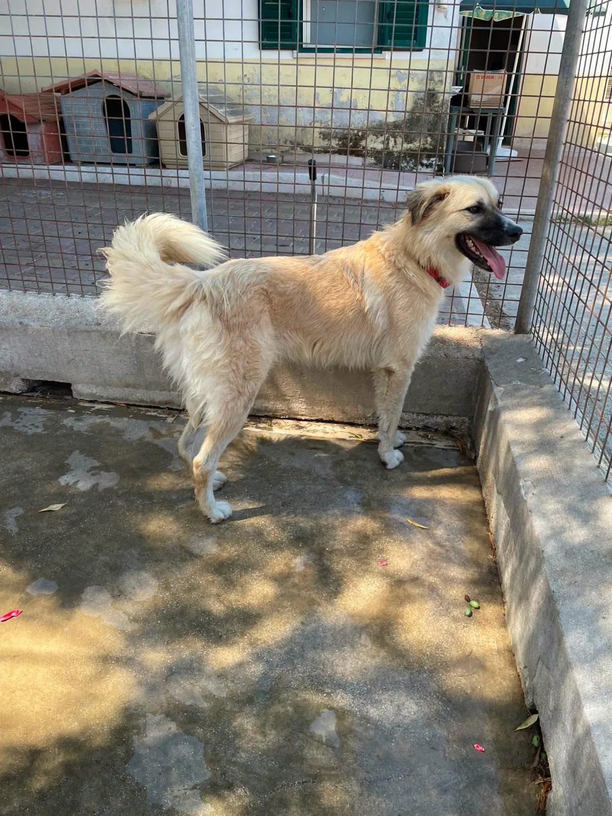 Burka, cane mix pastore del Caucaso in adozione a Bari - foto 4