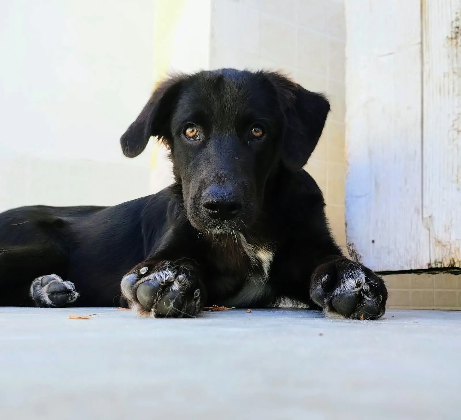KATE, cane Meticcio in adozione a Taranto - foto 3