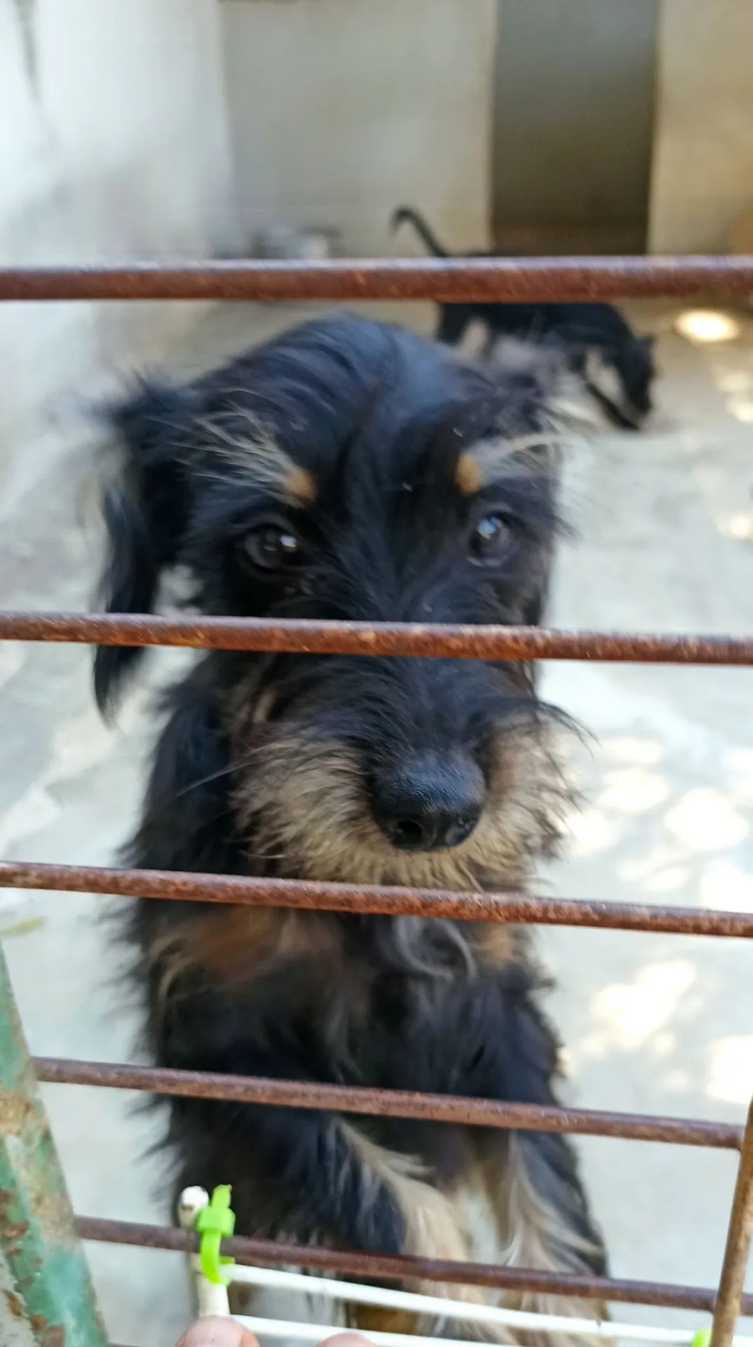 Portos, cane meticcio pincher - yorkshire in adozione a Bari
