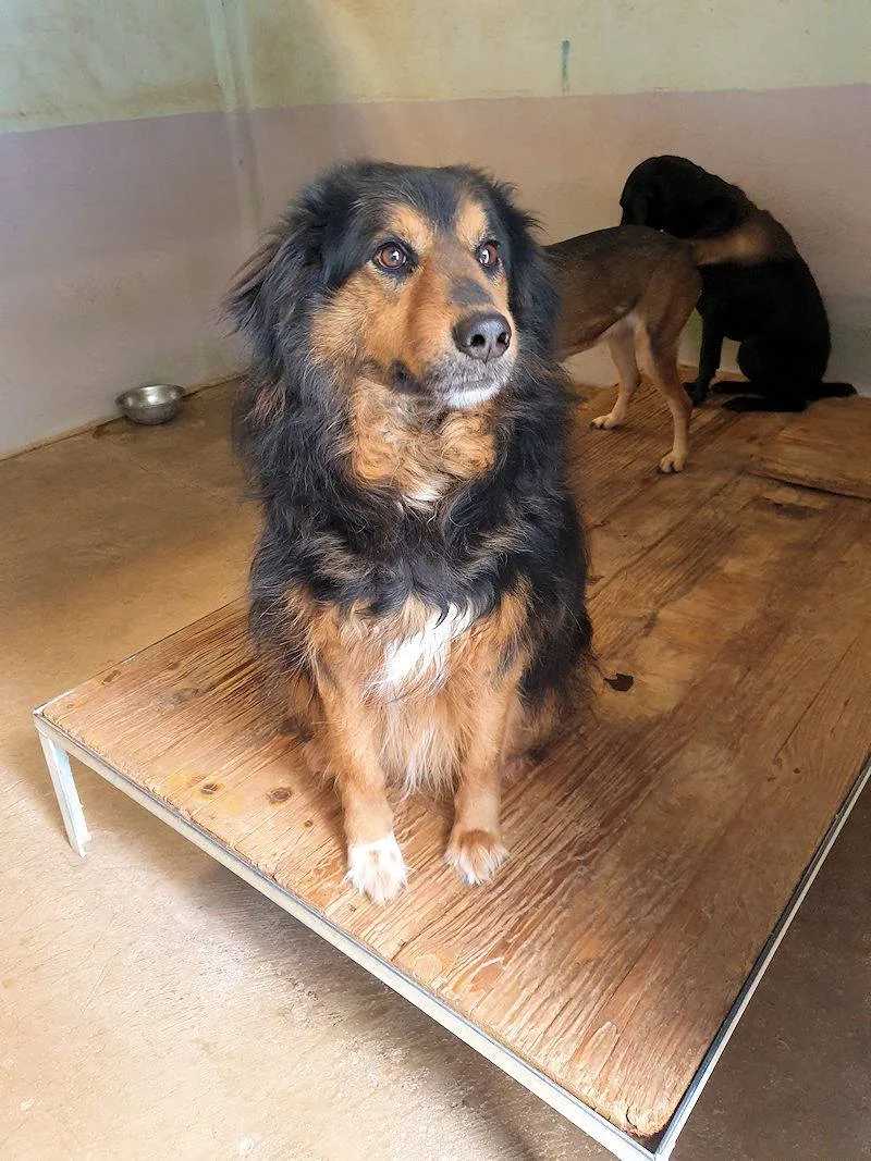 Goccia, cane meticcio in adozione a Frosinone - foto 2