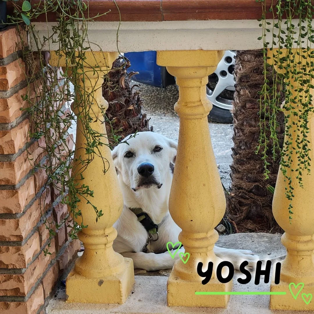 Yoshi, cane Meticcio in adozione a Crotone - foto 3