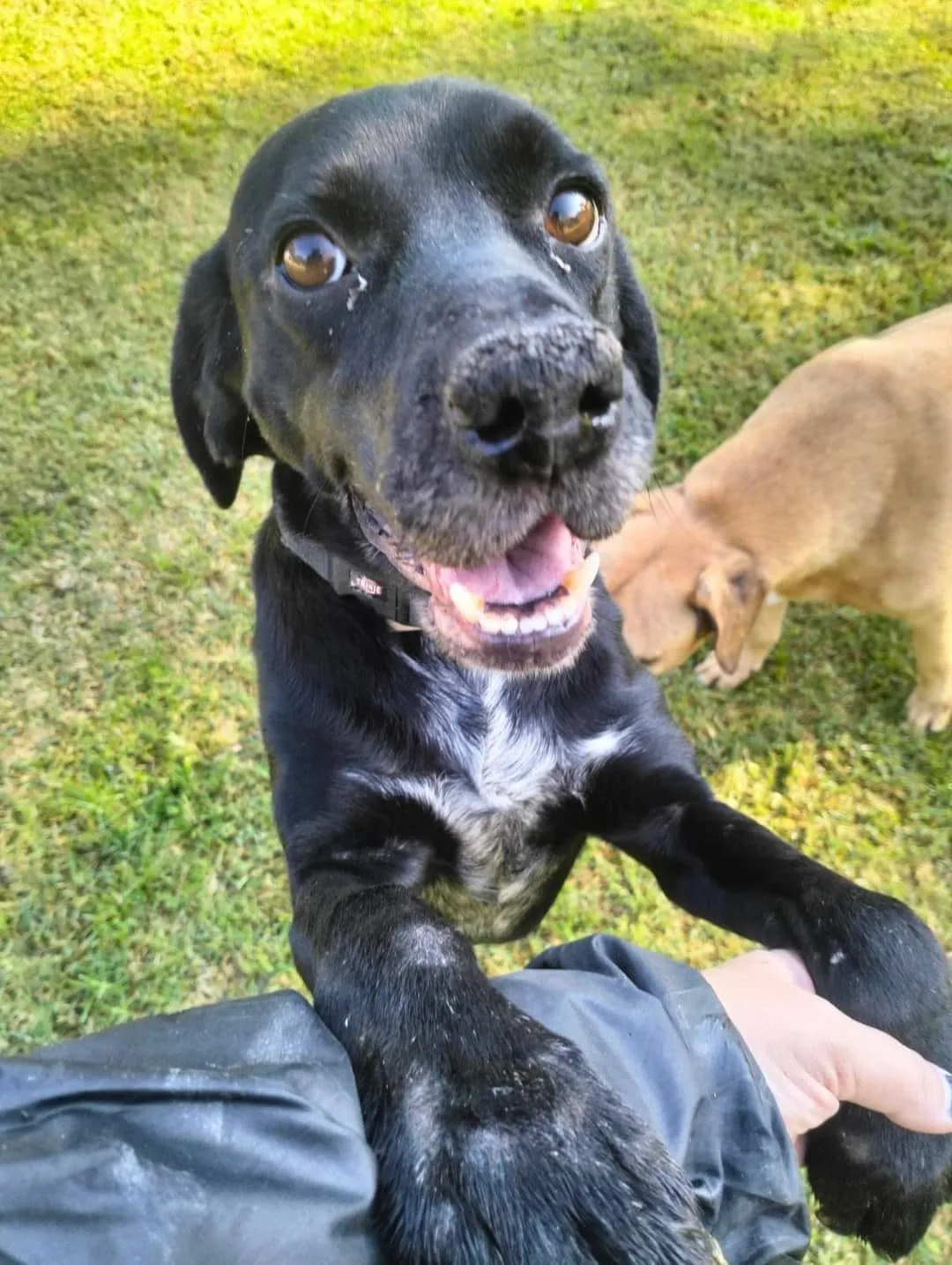 Coccolino, cane meticcio in adozione a Latina - foto 5
