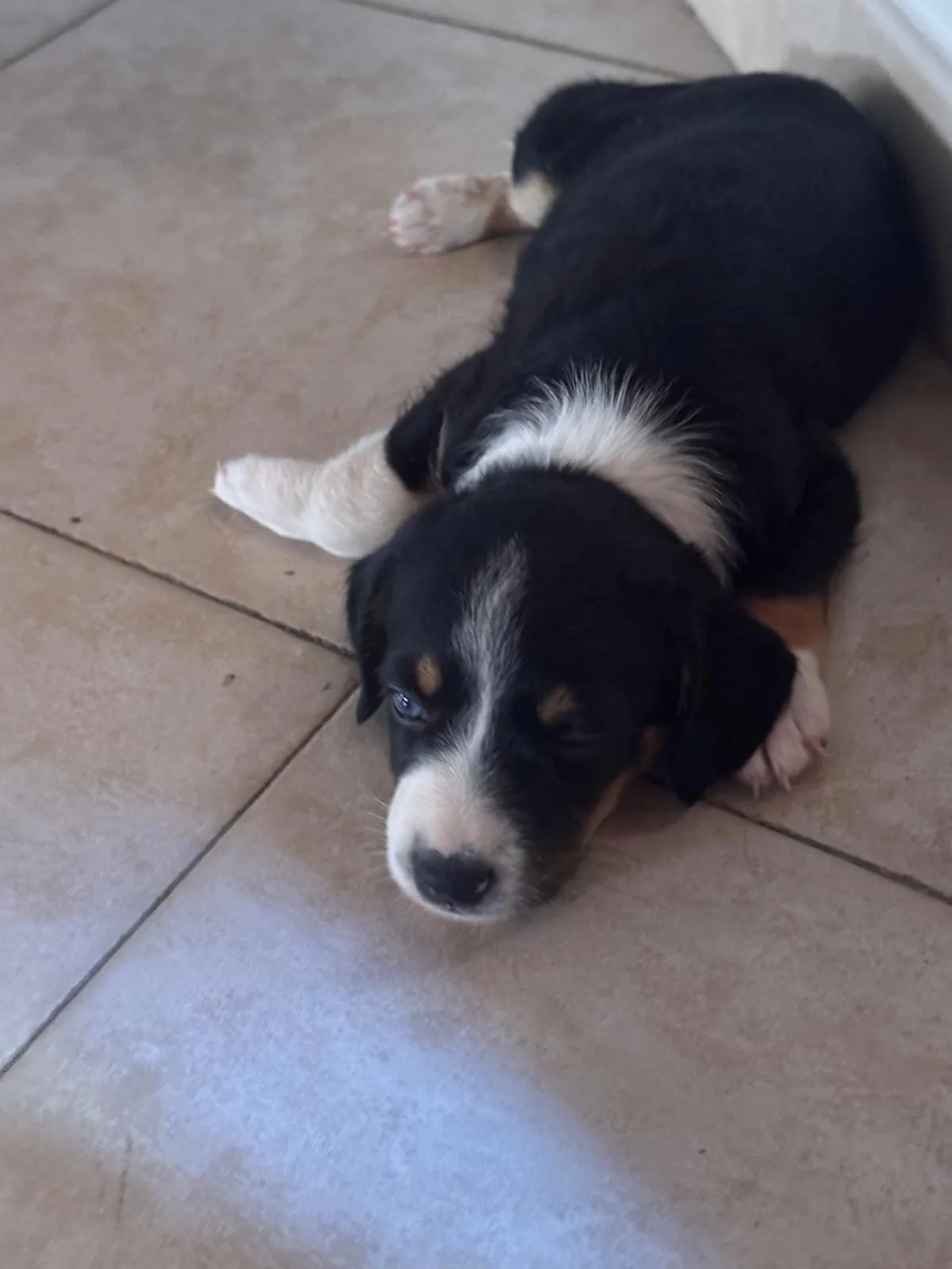 Blu, cane Meticcia in adozione a Siracusa - foto 3