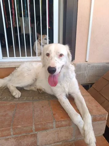 Neve adozione cane sordo, cane meticcio in adozione a Latina - foto 3